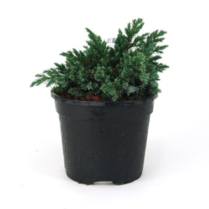 Unbranded Juniperus squamata Blue Star - Flaky Juniper