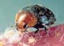   For glasshouses or conservatories onlyMealybugs