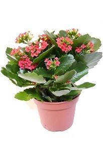 Unbranded Kalanchoe - Flaming Katy