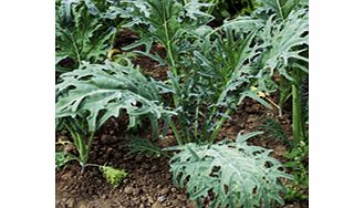 Unbranded Kale Seeds - Fizz