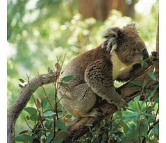 Travel south through the rolling hills and along the Fleurieu Peninsula coastline to Cape Jervis to board Sealinks large comfortable catamaran for the 45 minute crossing to Kangaroo Island.