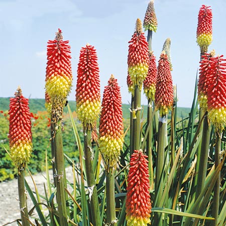 Unbranded Kniphofia Ticklestick Seeds Average Seeds 45