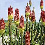 Unbranded Kniphofia Ticklestick Seeds