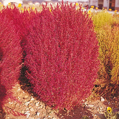 Unbranded Kochia Tricophylla Seeds Average Seeds 2000