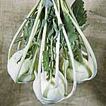 Unbranded Kohl Rabi Lanro Seeds 436273.htm