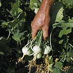 Unbranded Kohl Rabi Logo Seeds