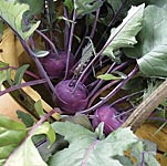 Unbranded Kohl Rabi Purple Danube Plug Plants