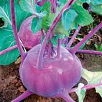 Unbranded Kohl Rabi Seeds - Kolibri F1