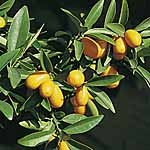 Unbranded Kumquat 480647.htm