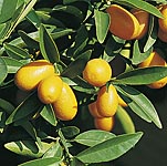 Enjoy the scent and flavour of your very own Mediterranean-style citrus grove! Our lemons boast glos