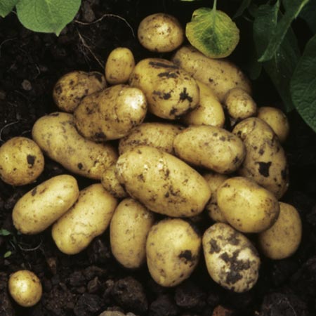 Unbranded Lady Christl Potatoes (3 kg) 3 kg