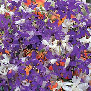 Airy plants  covered in orchid-like blooms in glistening white  soft blue and unique bicolour tones 