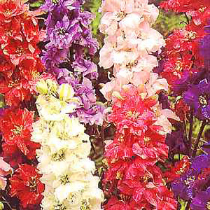 Unbranded Larkspur Improved Mixed Seeds