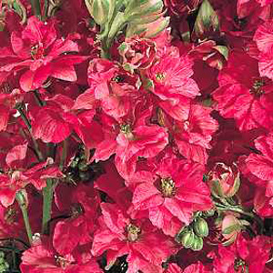 Unbranded Larkspur Kingsize Scarlet Seeds