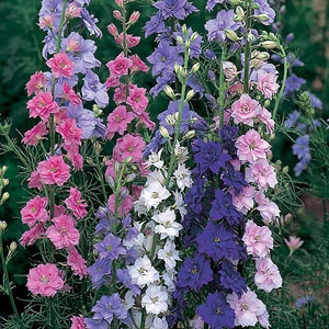 Larkspur Little Rocket Mix Seeds