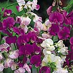 Unbranded Lathyrus Latifolius Mixed Seeds 426458.htm