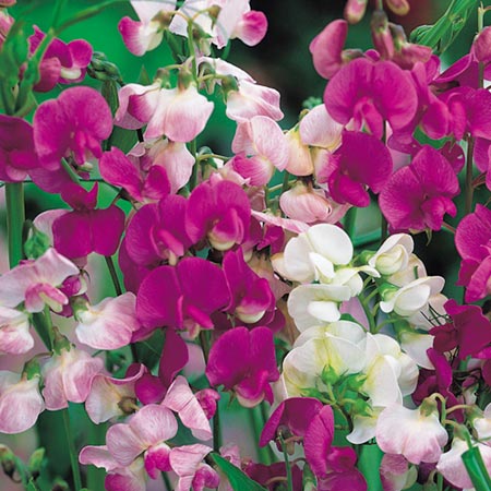 Unbranded Lathyrus Latifolius Mixed Seeds (Everlasting