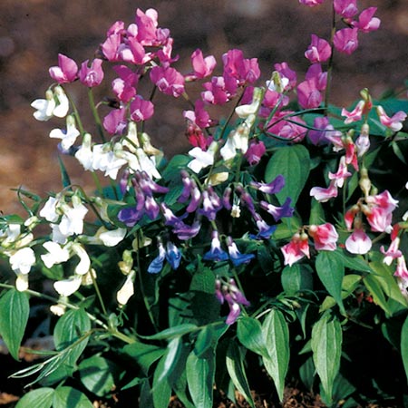 Unbranded Lathyrus Vernus Rainbow Seeds 20 Seeds