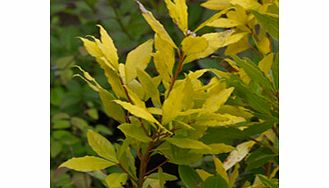 Unbranded Laurus Plant - Nobilis Aureus