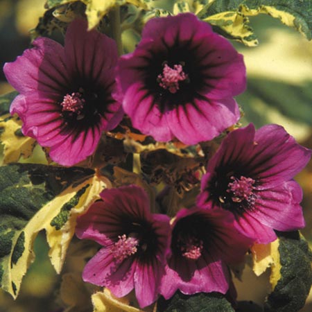 Unbranded Lavatera Arborea Variegata Seeds (Mallow) 20 Seeds