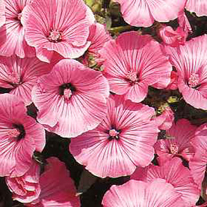 An absolute beauty  becoming covered with trumpet-shaped vibrant pink flowers about 10cm (4``) acros