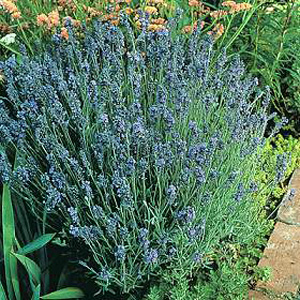 Unbranded Lavender Lady Seeds