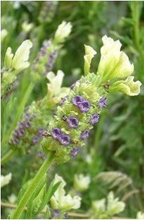 Unbranded Lavender Little Bee x 1 litre pot