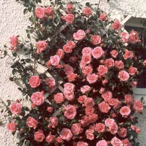 Unbranded Lavinia Climbing Rose