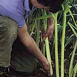 Unbranded Leek Bulgarian Giant Seeds 436443.htm