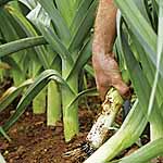 Unbranded Leek Carlton F1 Seeds 436362.htm