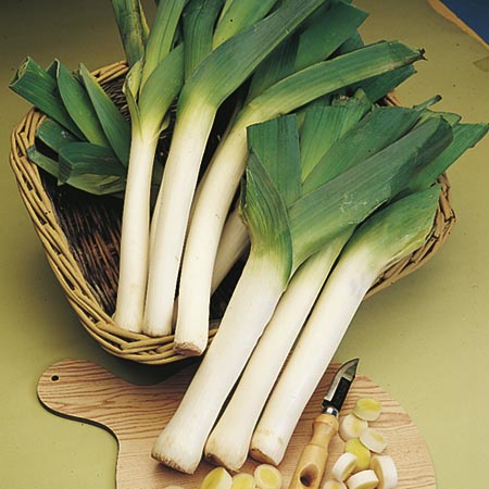 Unbranded Leek Musselburgh Seeds - Triplepack Average