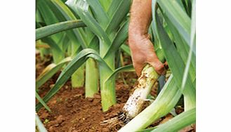 Unbranded Leek Plants - Autumn Mix