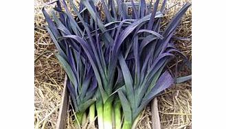 Unbranded Leek Plants - Northern Lights