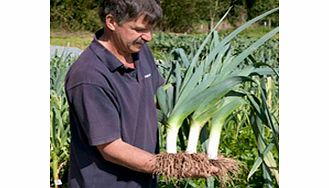 Unbranded Leek Seeds - Musselburgh