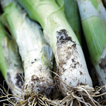 Unbranded Leek Seeds - Pancho