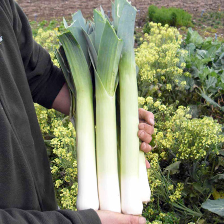 Unbranded Leek Sprintan F1 Seeds Average Seeds 45