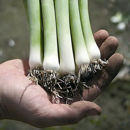 Unbranded Leek Swiss Giant Zermatt Seeds Average Seeds 250