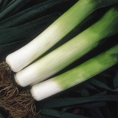 Unbranded Leek Toledo Plants Pack of 45 Plug Plants