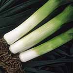 Unbranded Leek Toledo Seeds 436249.htm