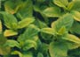 Lemon Balm