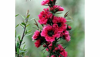 Unbranded Leptospermum Plant - Red Damask