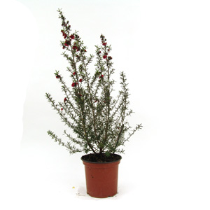 Unbranded Leptospermum scoparium Nichollsii Nanum New