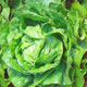 Unbranded Lettuce Arctic King Seeds