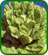 Unbranded Lettuce Cos Little Gem Seeds