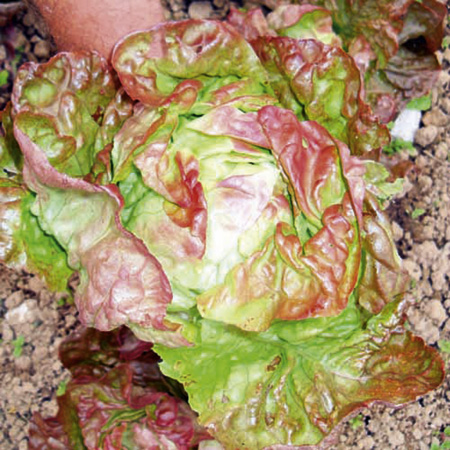 Unbranded Lettuce Edox Seeds Average Seeds 200