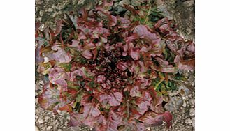 Unbranded Lettuce Granada Seeds