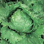 Unbranded Lettuce Lakeland Seeds - Triplepack