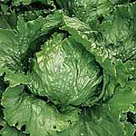 Unbranded Lettuce Lakeland Seeds 436761.htm