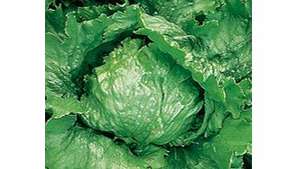 Unbranded Lettuce Lakeland Seeds