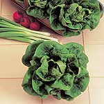 Unbranded Lettuce Little Gem Seeds - Triplepack